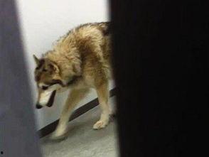 冬季宠物爆料视频大全集,宠物爆料视频大全集精彩回顾 第3张 冬季宠物爆料视频大全集,宠物爆料视频大全集精彩回顾 第3张