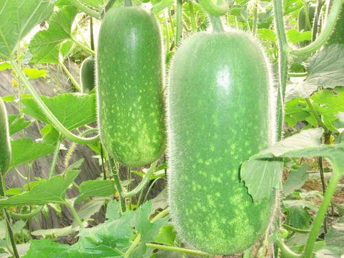 免费吃瓜图片大全,趣味横生的视觉盛宴  第2张